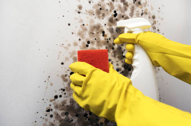 Best Post-Flood Mold Remediation in Cedar Glen Lakes, NJ
